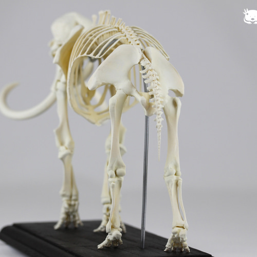 マンモス 縮小全身骨格レプリカ mammoth その他置物 アンフィ