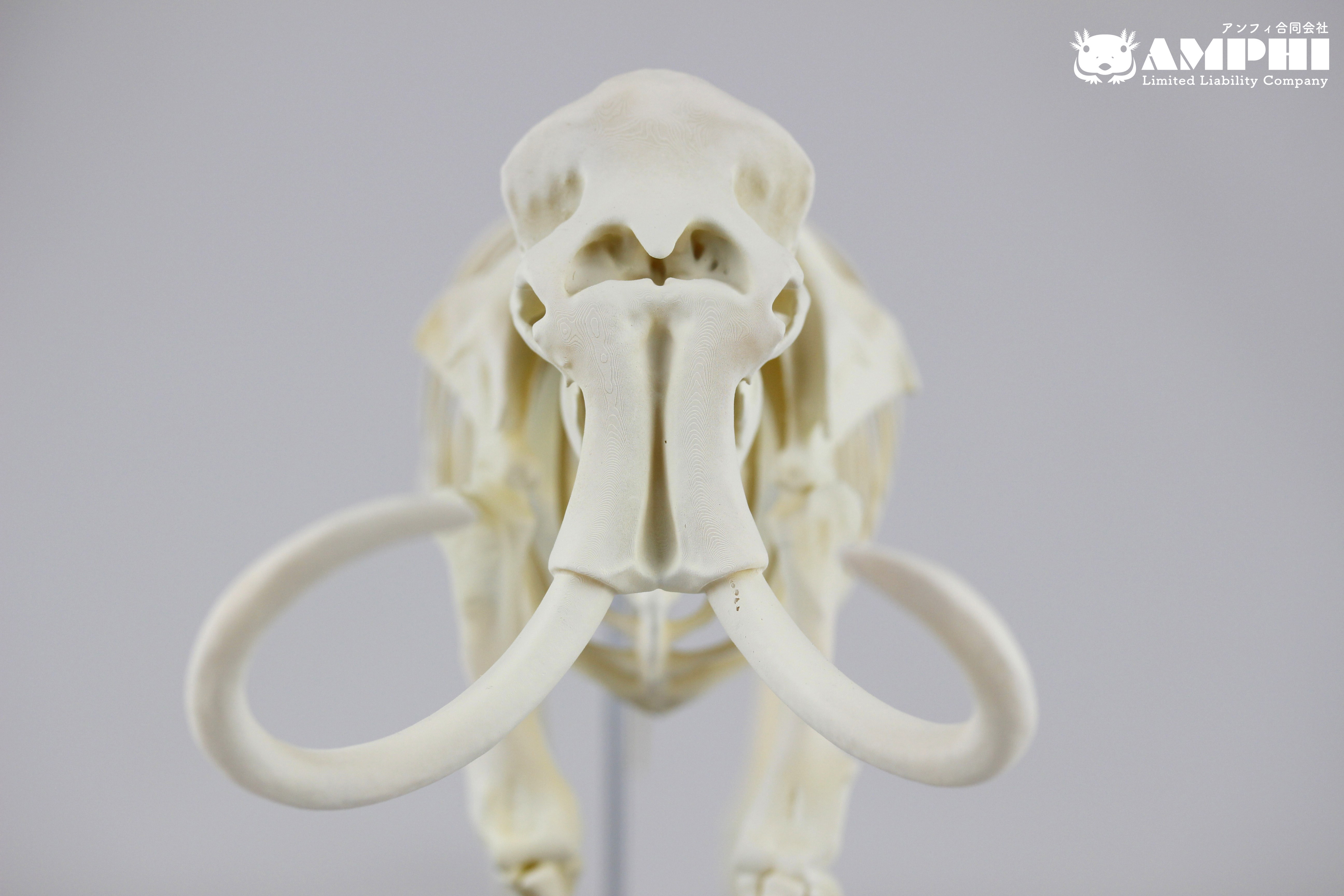 マンモス　縮小全身骨格レプリカ　mammoth