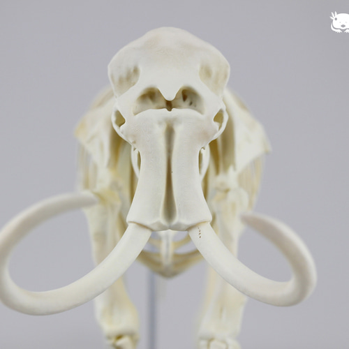 マンモス 縮小全身骨格レプリカ mammoth その他置物 アンフィ
