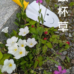 サマーポインセチア♡約8〜15苗 送料無料 多肉植物 黄色いスコップ