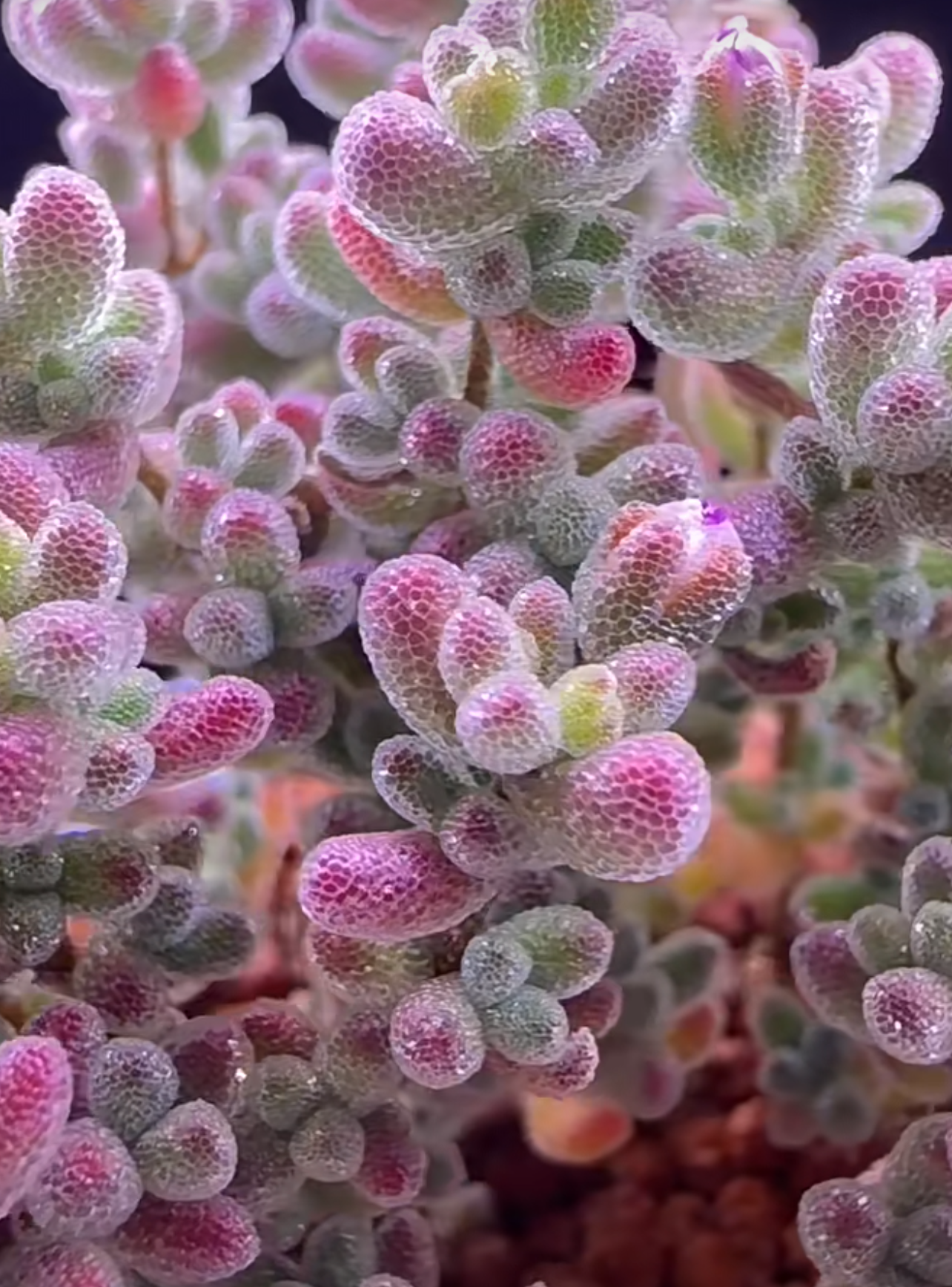 大株　抜き苗　1株 速達便付き　ドロサンテマム　キラキラIce crystal