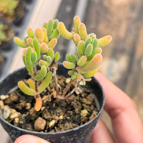 多肉植物 ドロサンテマム キラキラ もみじ 抜き苗 1株 多肉植物 愛多肉