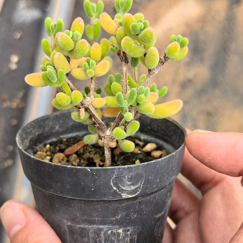 多肉植物 ドロサンテマム キラキラ もみじ 抜き苗 1株 多肉植物 愛多肉