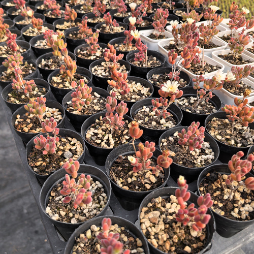 多肉植物 ドロサンテマム キラキラ もみじ 抜き苗 1株 多肉植物