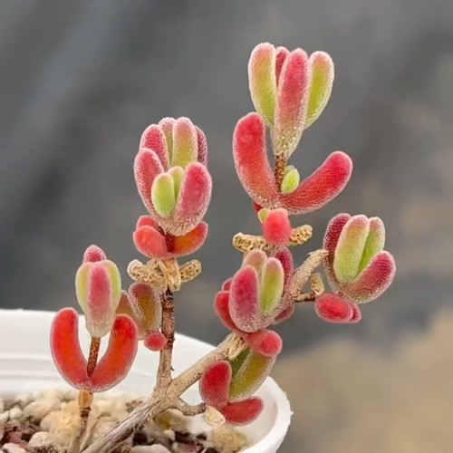 多肉植物 コノフィツム ブルゲリSH409 大玉 1.5cm以上 抜き苗 1 多肉植物 コノフィツム ブルゲリSH409 大玉 1.5cm以上 抜き苗 1