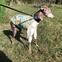 犬服 イタグレ のおすすめ人気通販 検索結果｜Creema(クリーマ