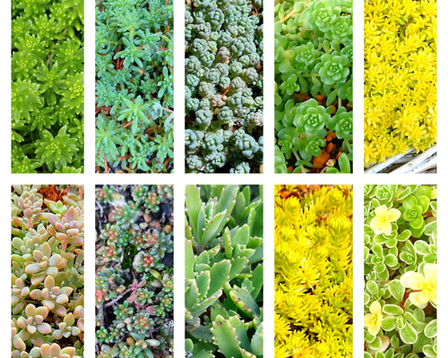 多肉植物 セダム カリシア 50カット 多肉植物 セダム カリシア 50