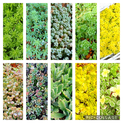 多肉植物全書 グラフィック社