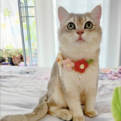 レースシュシュ 猫、犬の首輪、首飾り No:018 リード・首輪 hajimi