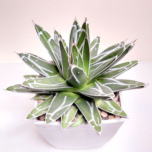 笹の雪 (子株付き)【アガベ 多肉植物】(3) 多肉植物 エケベリアSKETCH