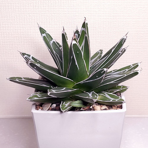 アガベ　笹の雪　子株30個以上 多肉植物：アガベ 笹の雪*S 幅5.5cm : 遊恵盆栽 Yahoo!店 - 通販