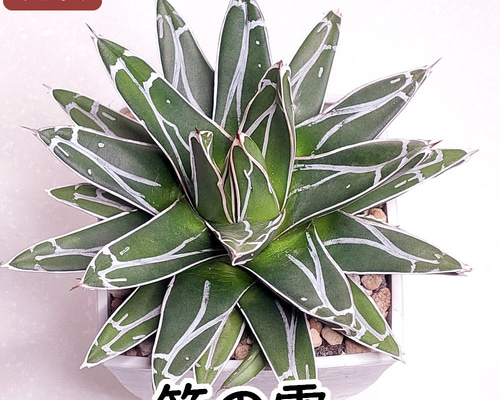アガベ　笹の雪 アガベ 特選笹の雪 NO-1① | hanayoshi-botanical