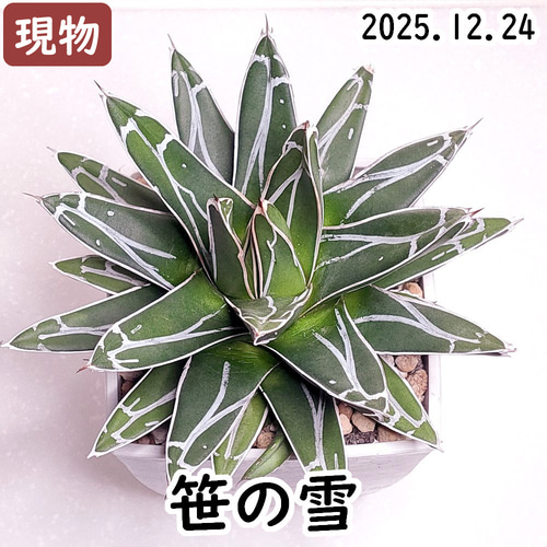 TL-1 TL1 笹の雪　アガベ　子株 6049ed49dbff50a9edffa7765f594f