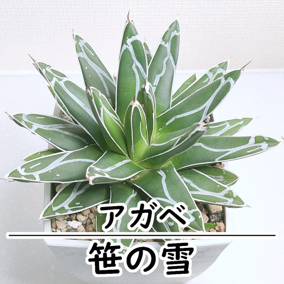 笹の雪 (子株付き)【アガベ 多肉植物】 多肉植物 エケベリア