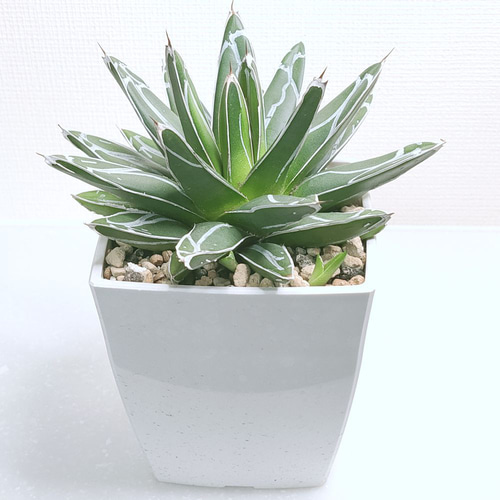 笹の雪 超矮性 鉢ごと 子株つき 笹の雪 超矮性 鉢ごと 子株つき ザ・ファームセレクト]アガベ