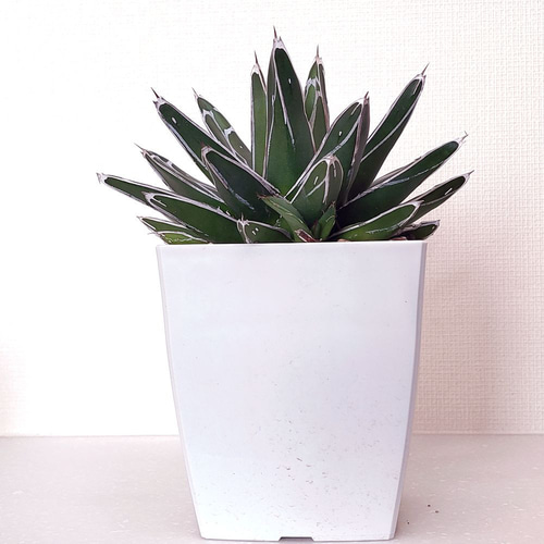 笹の雪 (子株付き)【アガベ 多肉植物】 多肉植物 エケベリアSKETCH