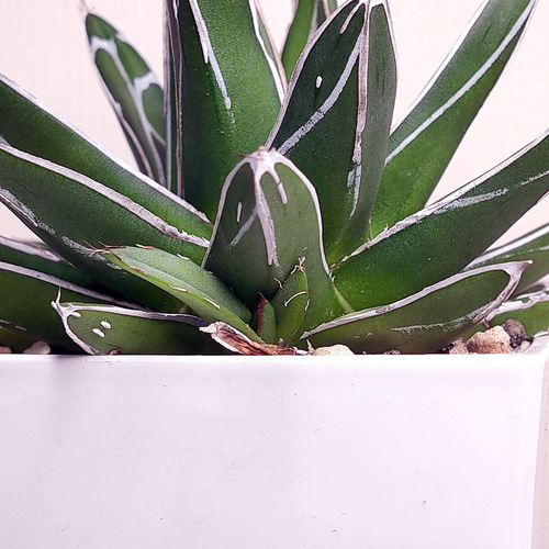 笹の雪 (子株付き)【アガベ 多肉植物】(3) 多肉植物 エケベリアSKETCH