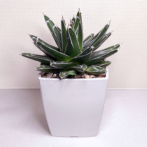 笹の雪 (子株付き)【アガベ 多肉植物】(3) 多肉植物 エケベリアSKETCH