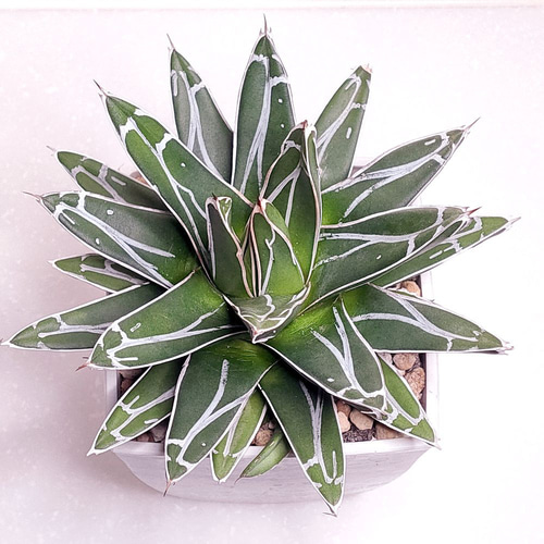 出品予定　アガベ児玉笹の雪（子株） 笹の雪 (子株付き)【アガベ 多肉植物】(3) 多肉植物 エケベリアSKETCH