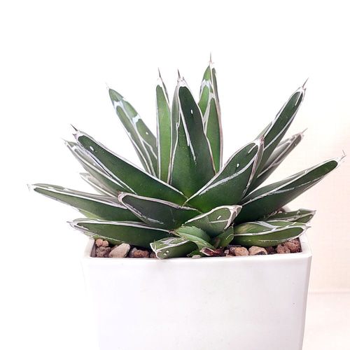 笹の雪 (子株付き)【アガベ 多肉植物】 多肉植物 エケベリアSKETCH