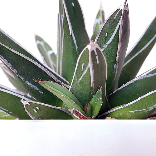 笹の雪 超矮性 鉢ごと 子株つき 大株笹の雪を鉢ごと埋める | つべるふブログ 多肉生活 2021〜