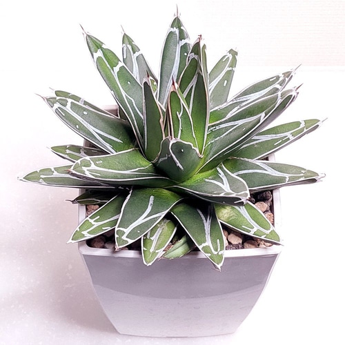 笹の雪 (子株付き)【アガベ 多肉植物】(3) 多肉植物 エケベリアSKETCH