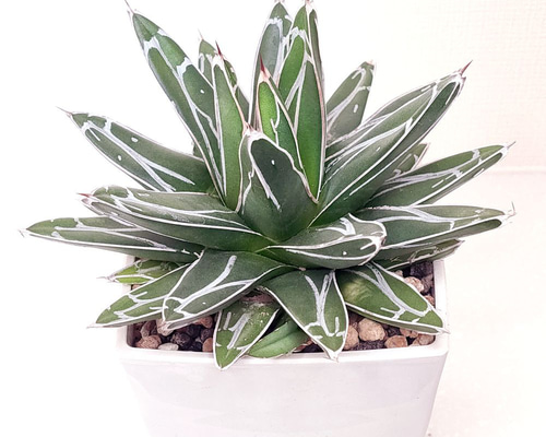 笹の雪 (子株付き)【アガベ 多肉植物】 多肉植物 エケベリアSKETCH