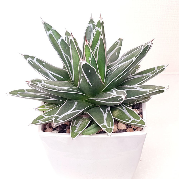 笹の雪 (子株付き)【アガベ 多肉植物】 多肉植物 エケベリアSKETCH