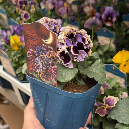 サトウ園芸】パンジー「ドラキュラ」花苗 花 苗 ガーデニング フラワー