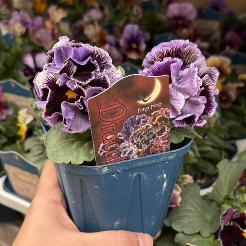 サトウ園芸】パンジー「ドラキュラ」花苗 花 苗 ガーデニング フラワー
