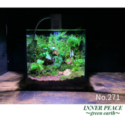 No.294 苔アート 苔テラリウム 完成品 テラリウム ✴︎green No.294 苔アート 苔テラリウム 完成品 テラリウム ✴︎green
