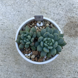 多肉植物　女雛　抜き苗 多肉植物 エケベリア 女雛錦 抜き苗 斑入り その他インテリア雑貨