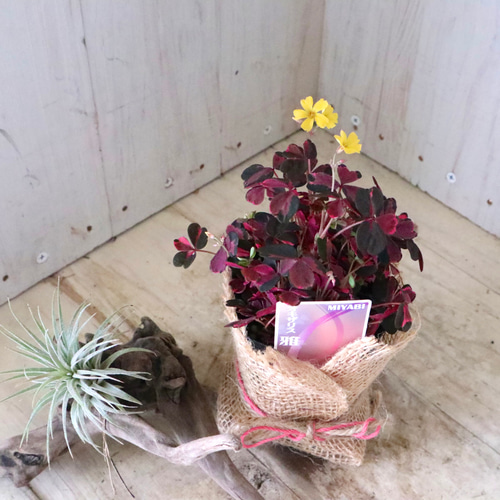 2ポットセット♡オキザリス♡雅♡グランドカバー♡ アートフラワー