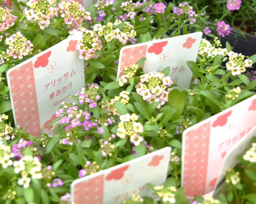 ebffa80aec94200efac37a6c39aa43