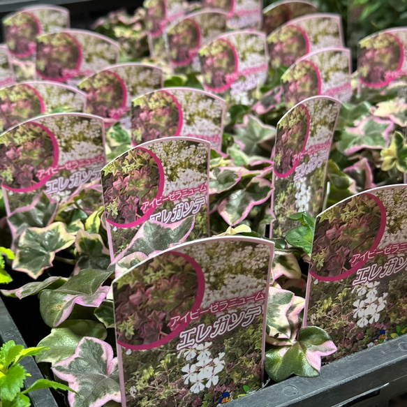 アイビーゼラニウム エレガンテ カラーリーフ リーフ 花苗 花 苗