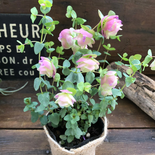 ケントビューティー♡オレガノ♡可愛いハーブ♡ガーデン アート