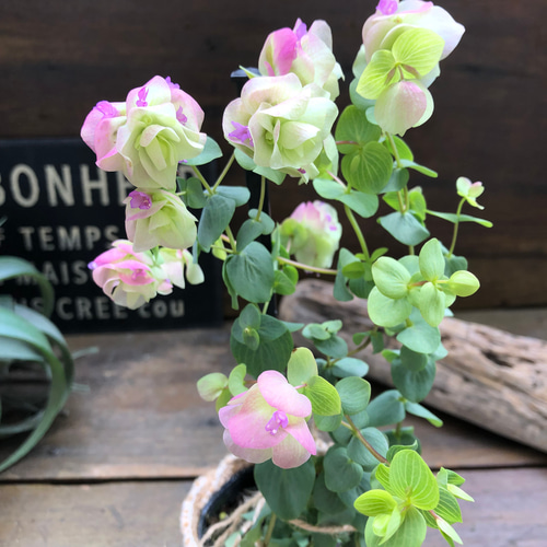 ケントビューティー♡オレガノ♡可愛いハーブ♡ガーデン アート