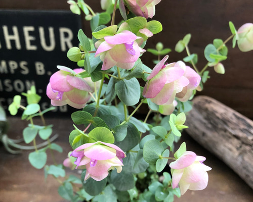 ケントビューティー♡オレガノ♡可愛いハーブ♡ガーデン アート