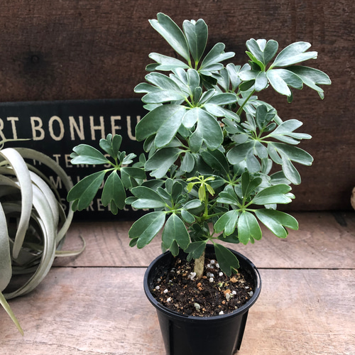 レナータ♡ホンコンカポック♡レア品種♡観葉植物♡シェフレラ アート