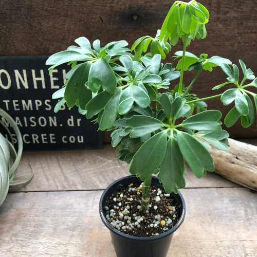 レナータ♡ホンコンカポック♡レア品種♡観葉植物♡シェフレラ アート