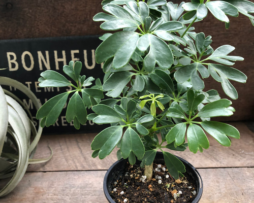 レナータ♡ホンコンカポック♡レア品種♡観葉植物♡シェフレラ アート