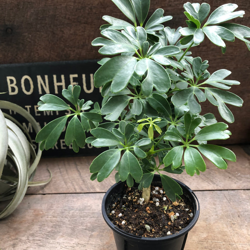 レナータ♡ホンコンカポック♡レア品種♡観葉植物♡シェフレラ アート