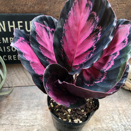 カラテア『 ピクツラータクリムゾン』♡観葉植物 アートフラワー パリ