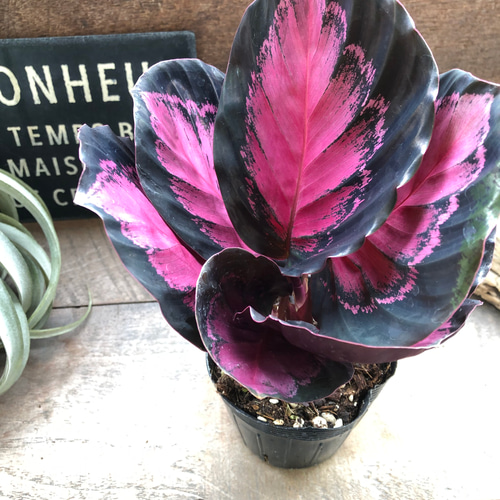 カラテア『 ピクツラータクリムゾン』♡観葉植物 アートフラワー パリ