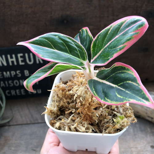 アグラオネマ ロータス デライト 小サイズ「Aglaonema Lotus