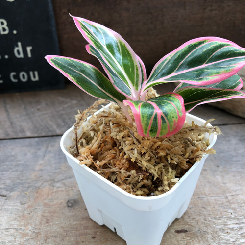 アグラオネマ ロータス デライト 小サイズ「Aglaonema Lotus