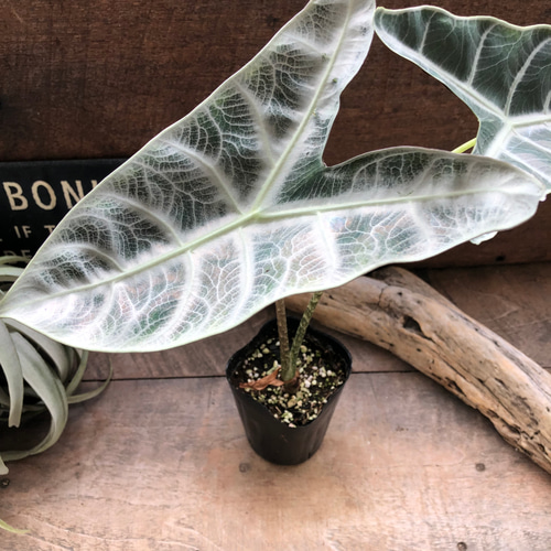 ロンギロバシルバー♡アロカシア♡希少品種♡観葉植物♡ アート