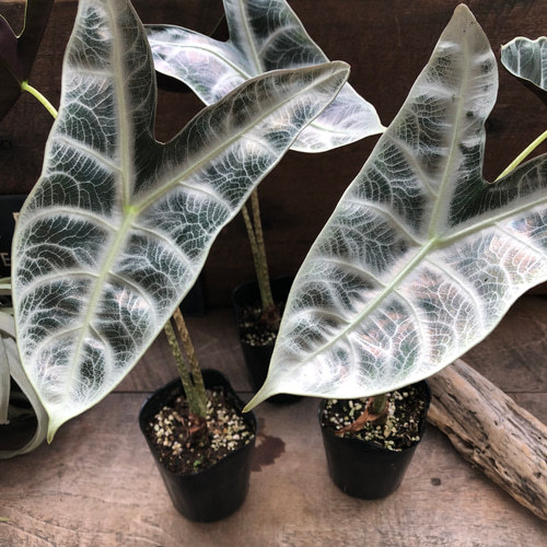 ロンギロバシルバー♡アロカシア♡希少品種♡観葉植物♡ アート