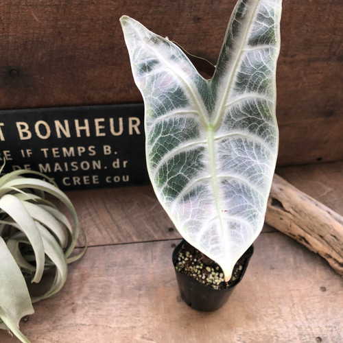 ロンギロバシルバー♡アロカシア♡希少品種♡観葉植物♡ アート