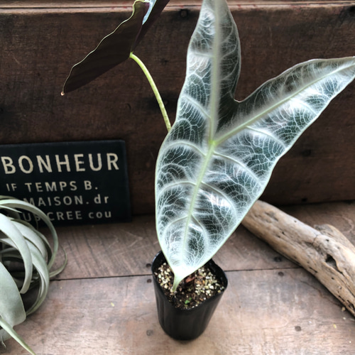 ロンギロバシルバー♡アロカシア♡希少品種♡観葉植物♡ アート